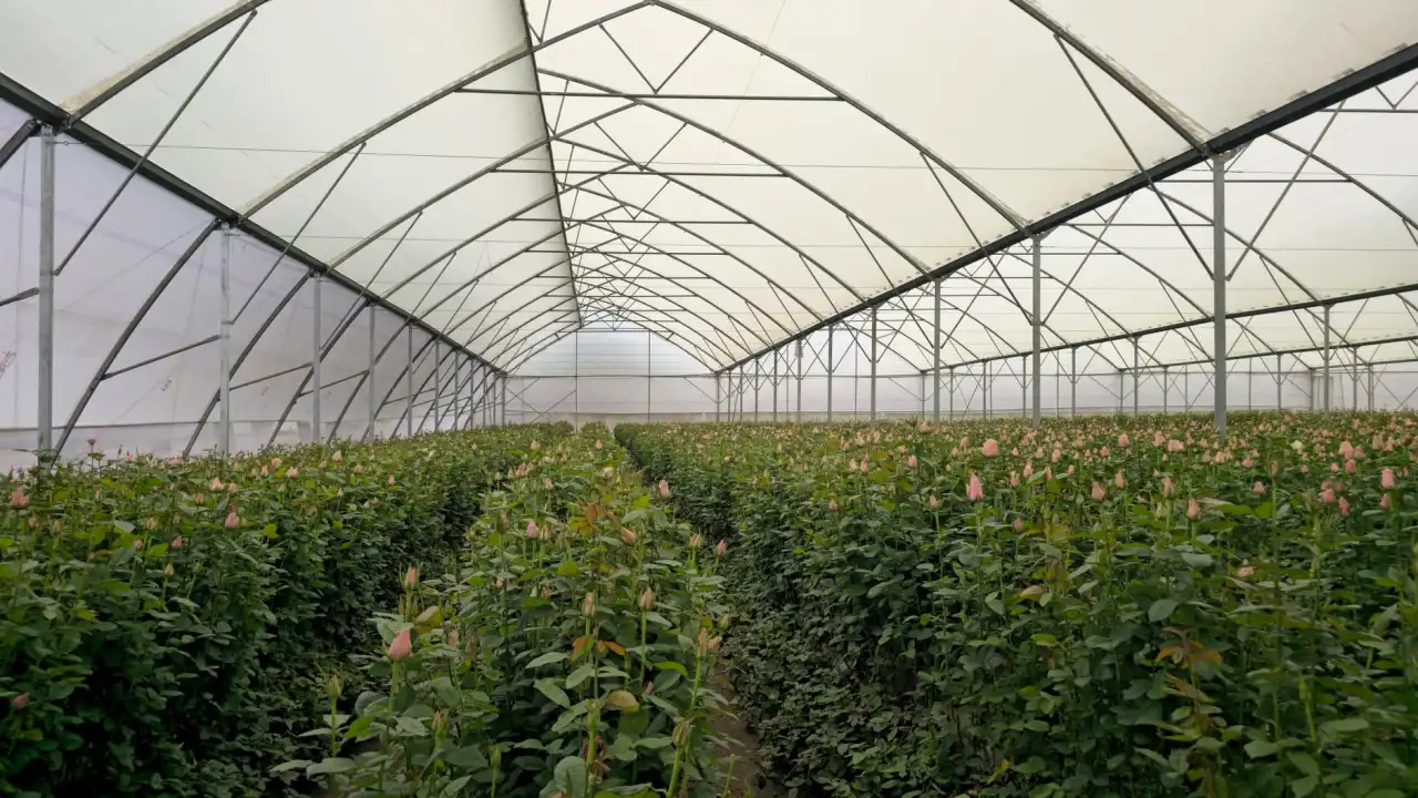 农事记录软件与产量统计系统的数据协同技术解析